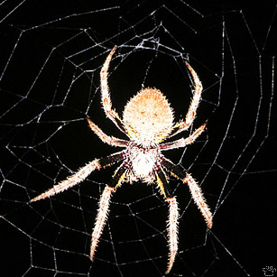 spider
