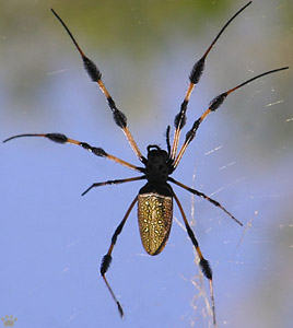 spider