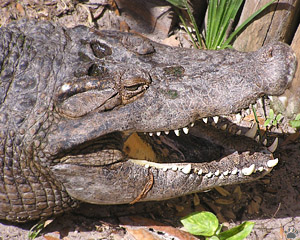 croc