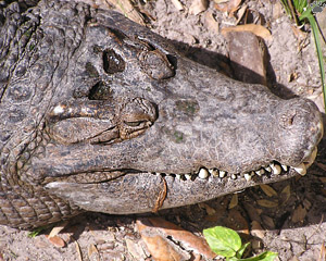croc