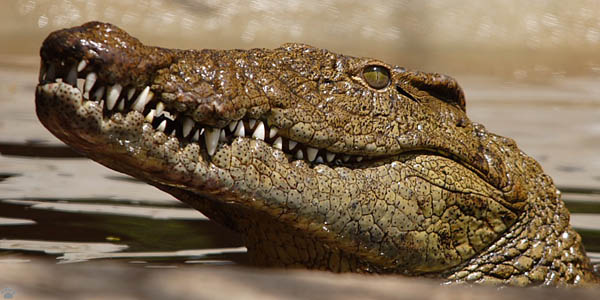 croc