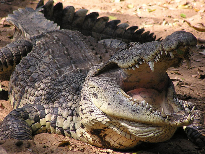 croc