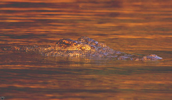croc