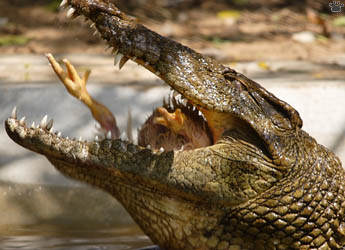 croc