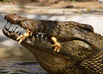 croc