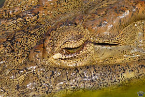 croc