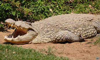 croc