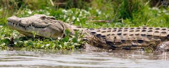 croc