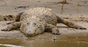 croc