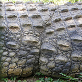 croc