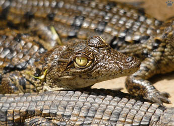 croc