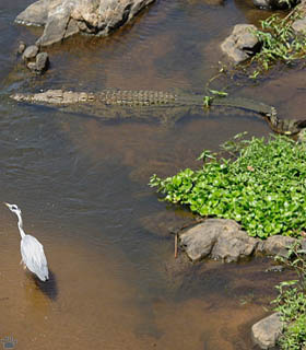 croc