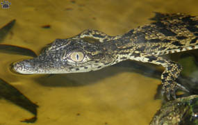 croc