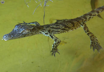 croc