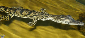 croc