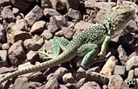 lizard