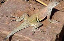 lizard