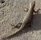 lizard