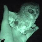 owl