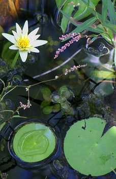 flower