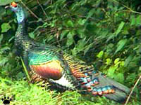 bird