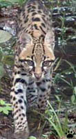 ocelot