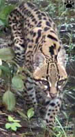 ocelot