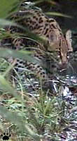 ocelot