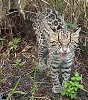 ocelot