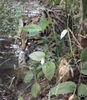 ocelot