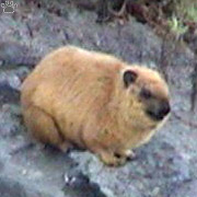 hyrax