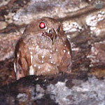 bird