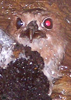 bird