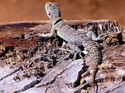 lizard