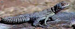 lizard