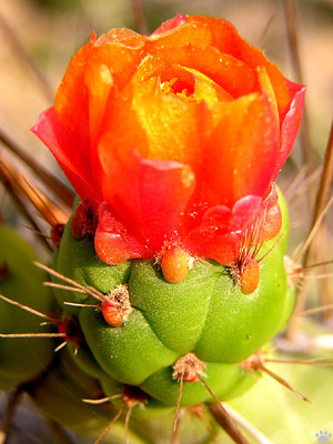 cactus