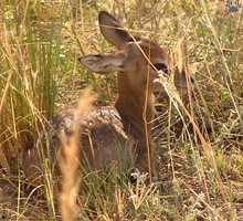 oribi