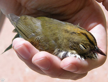 bird