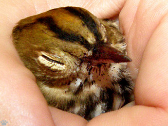 bird
