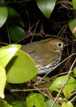 bird