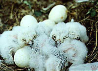 nest