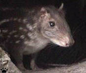 paca