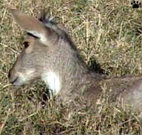 goral