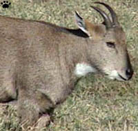 goral