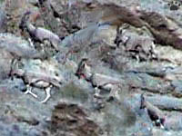 ibex