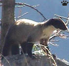 marten