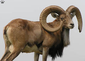 sheep