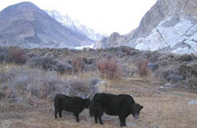 yaks