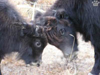 yaks