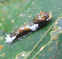 caterpillar